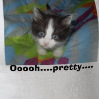 Curious Kitten, Ooooh....pretty.... T-shirt