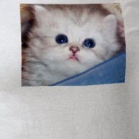 Kitten of Death T-shirt