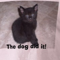 Kittens Kids and Dogs 003, The dog did it! T-shirt