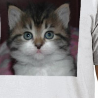Siberian Tabby/White Kitten T-shirt